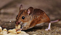 Find Exterminators in Santa Clara County
